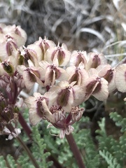 Vesper constancei