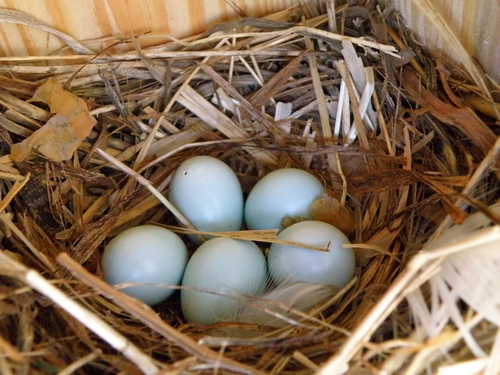 Paprastasis varnėnas nuotrauka