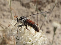 Pseudonomoneura micheneri