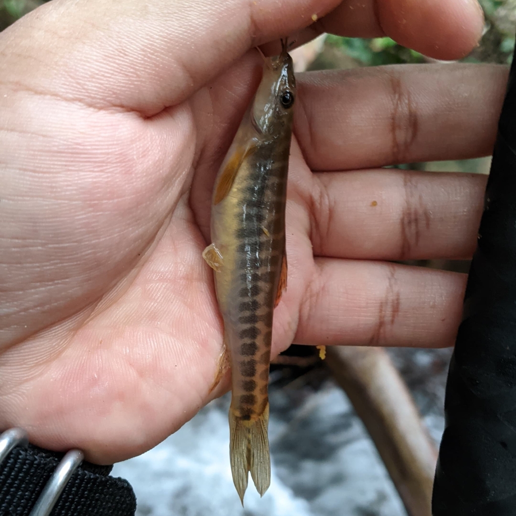 Nemacheilus saravacensis