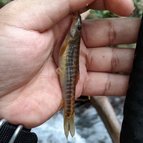 Nemacheilus saravacensis (Nemacheilus saravacensis)