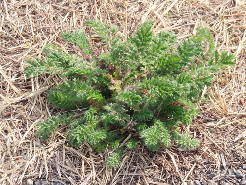 Image of East Asian Cinquefoil (Potentilla chinensis) by (c) mami_t_t, some rights reserved (CC BY)