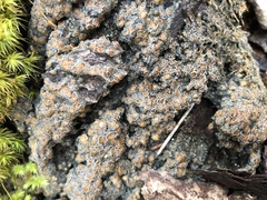 Protopannaria pezizoides