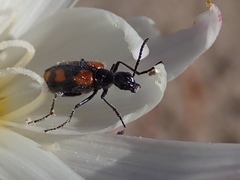 Eupompha elegans