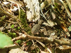 Apterodela unipunctata