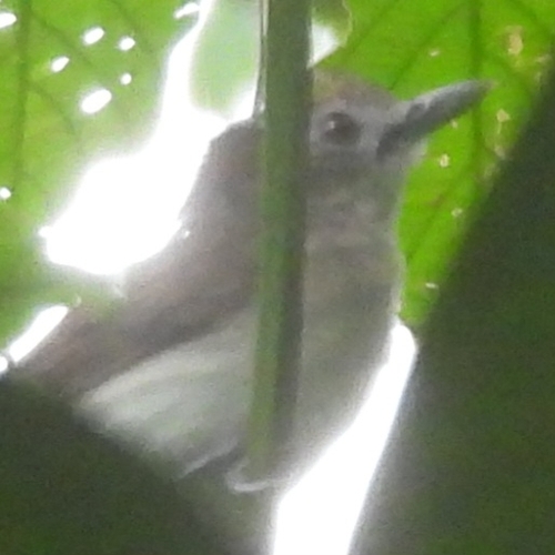 Moustached Babbler (Malacopteron magnirostre)