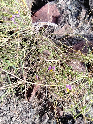 Image of Zygophyllum indicum by (c) Peter T. Rühr, some rights reserved (CC BY)