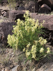 Astragalus praelongus