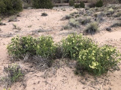 Astragalus praelongus