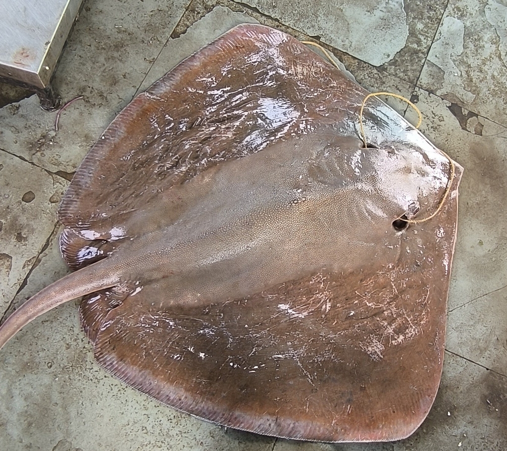 Shorttail Whipray