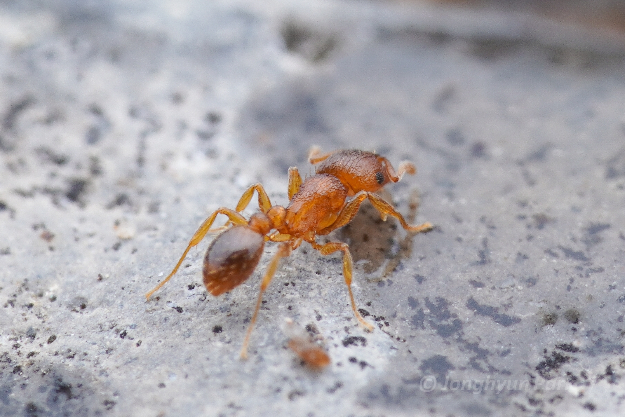 Tetramorium mossamedense