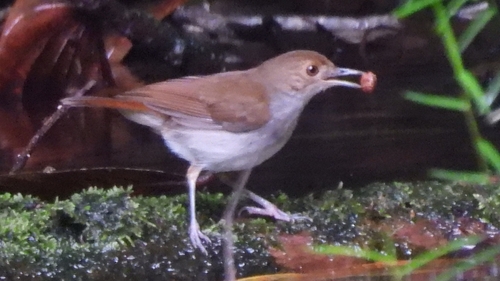 White-chested Babbler (Pellorneum rostratum)