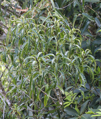 Melicytus lanceolatus