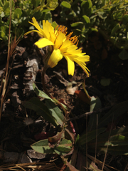 Agoseris apargioides