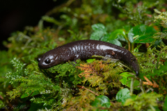 Taiwan Lesser Salamander photo 1