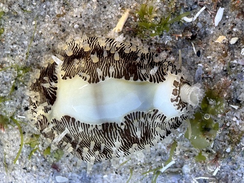 Money Cowry