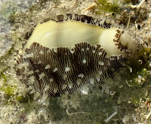 Money Cowry