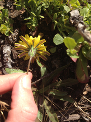 Agoseris apargioides