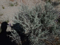 Tetradymia stenolepis