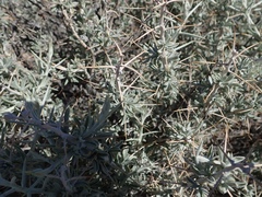 Tetradymia stenolepis