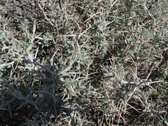 Tetradymia stenolepis