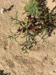 Monardella sinuata nigrescens