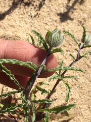 Monardella sinuata nigrescens