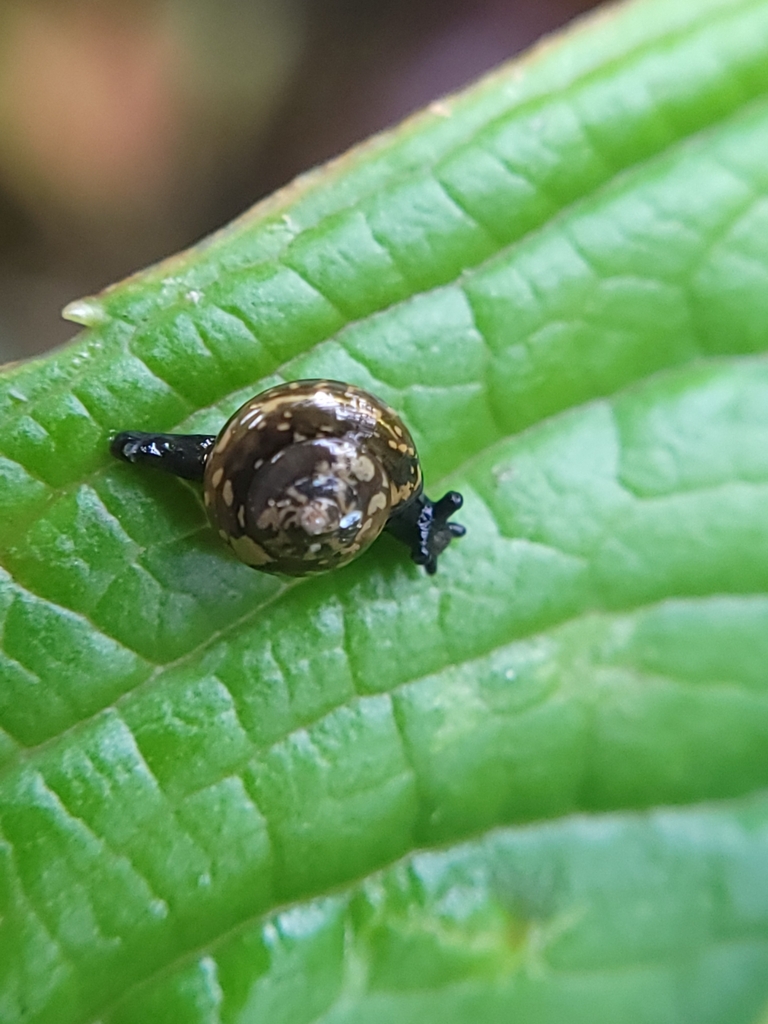 Philonesia hartmanni