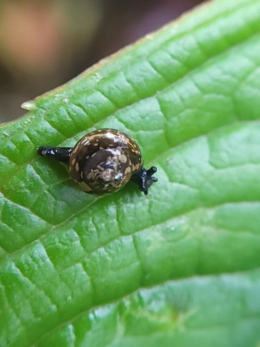 Philonesia hartmanni