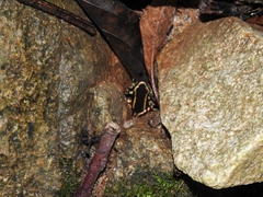 Dendrobates truncatus