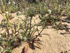 Monardella sinuata nigrescens