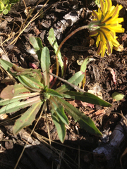 Agoseris apargioides