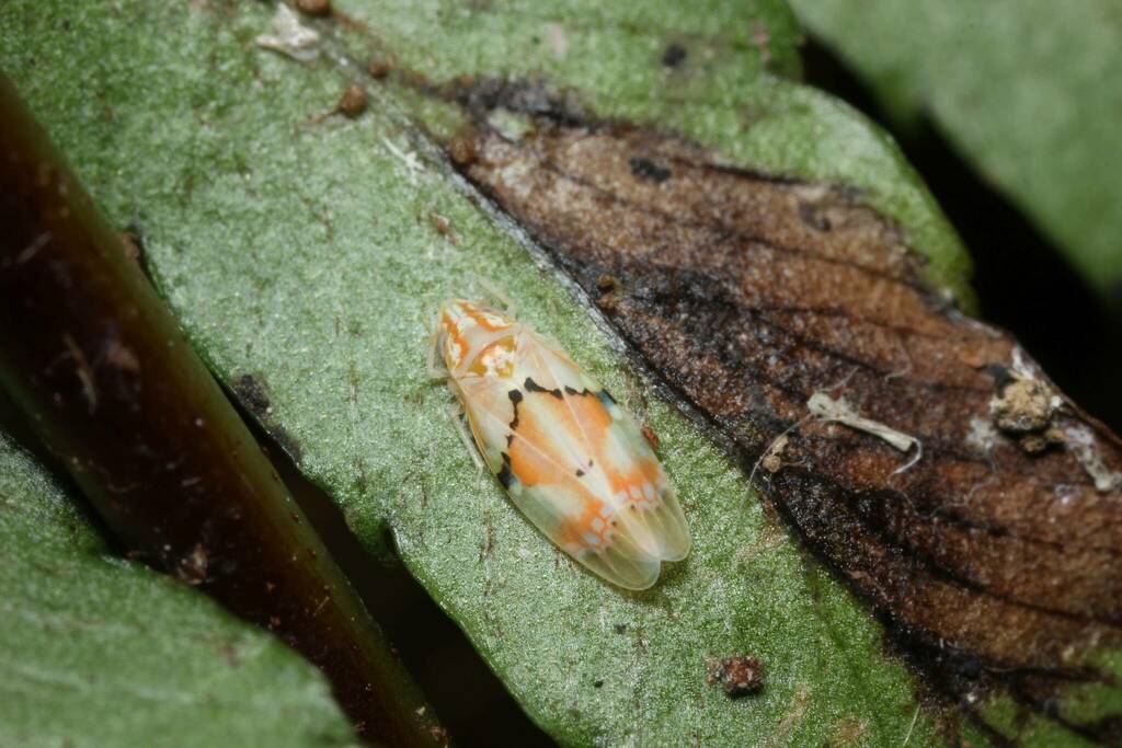 Naratettix beppuaensis