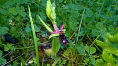 Ophrys bertolonii