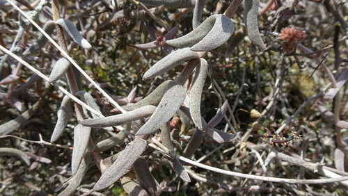 Crassula ammophila