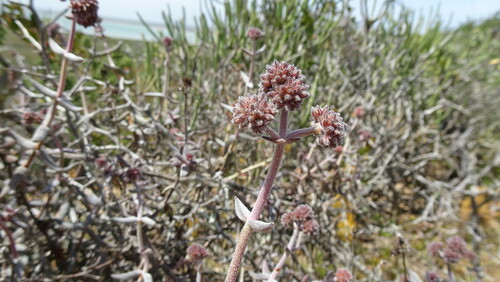 Crassula ammophila
