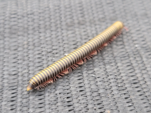 Bumblebee Millipede photo 6