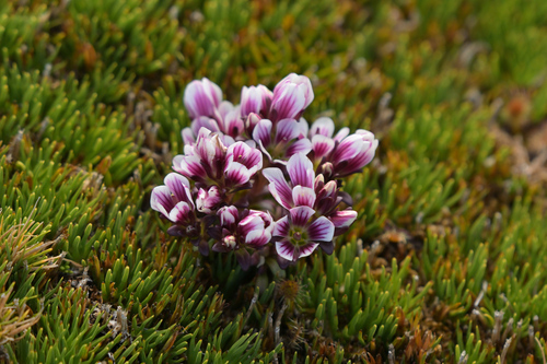 Image of Gentianella concinna by (c) Christopher Stephens, some rights reserved (CC BY-SA)