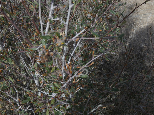 Image of Cercocarpus breviflorus by (c) bmasinton, some rights reserved (CC BY-SA)