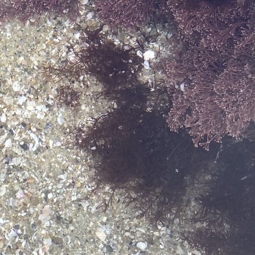 Gelidium robustum observed 2024-03-02