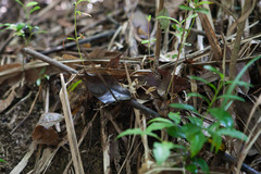 Krananda oliveomarginata