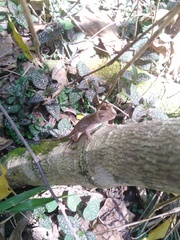 Anolis schiedii