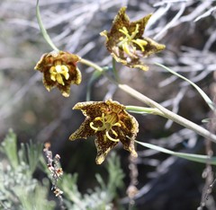 Fritillaria atropurpurea