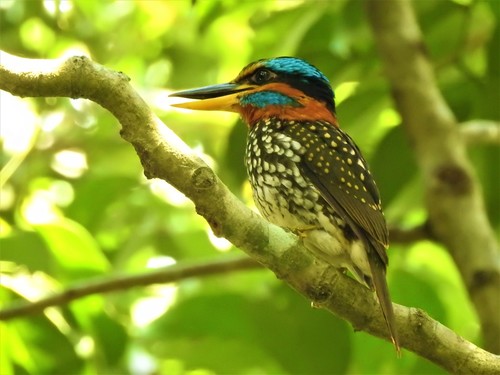 Spotted Kingfisher