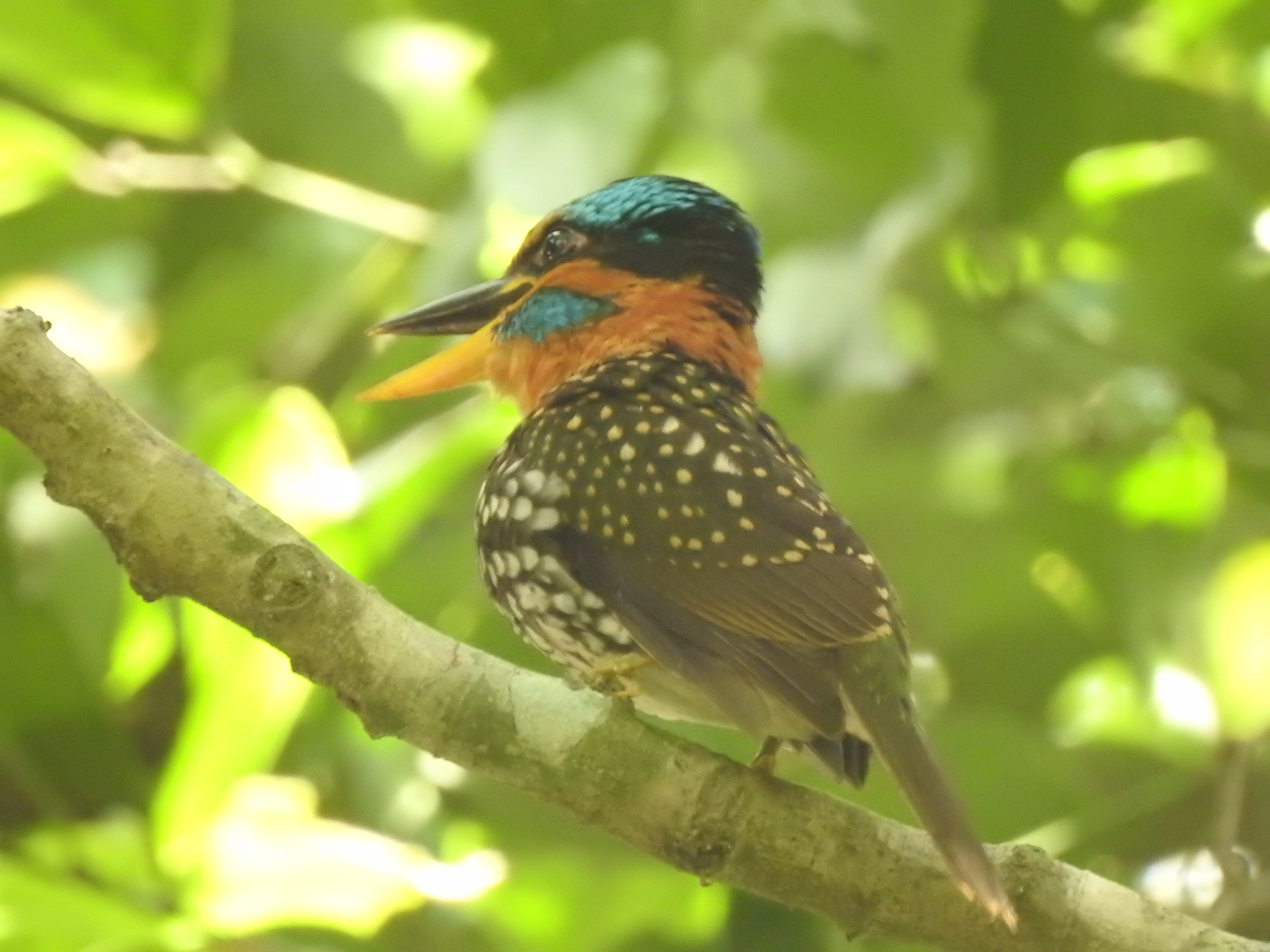 Spotted Kingfisher illustration