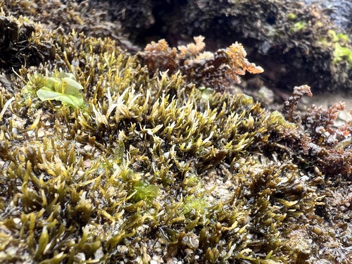 Pterocladiella caerulescens observed 2024-03-11