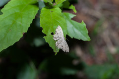 Dysaethria flavistriga