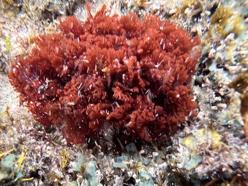 Portieria hornemannii observed 2024-03-11