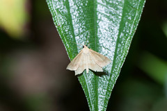 Krananda falcata