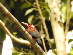 Galbalcyrhynchus leucotis
